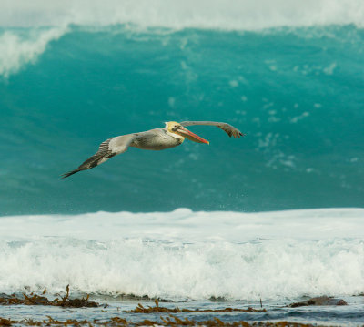Brown Pelican, flying in surf