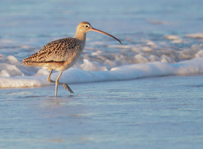 Long-billed Curlew