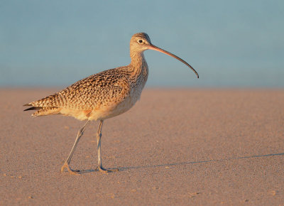 Long-billed Curlew