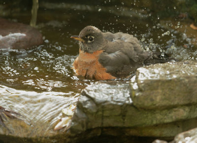 American Robin, bathing