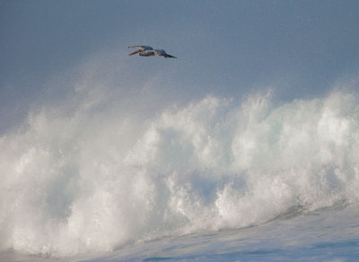 Brown Pelican, flying in surf