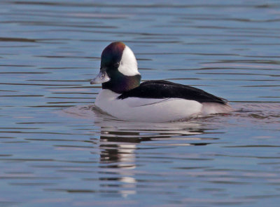 Bufflehead, male