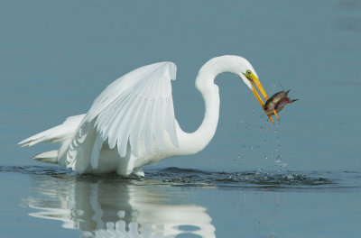 Great Egret catches and eats fish, January 2016