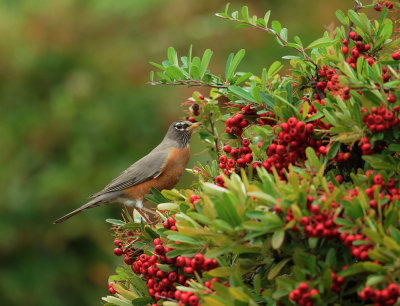 American Robin