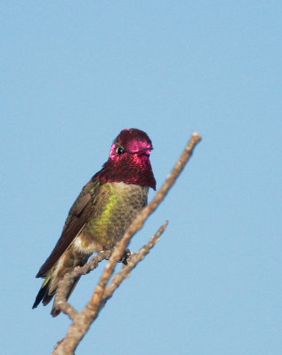 Anna's Hummingbird, male