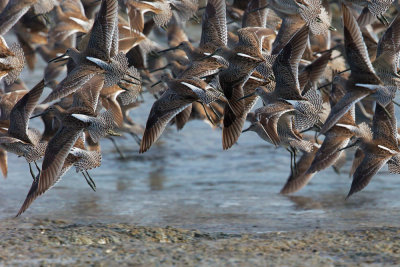 Shortbilled Dowitchers, flying