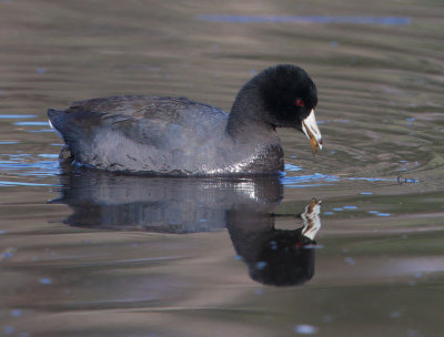 American Coot, with prey