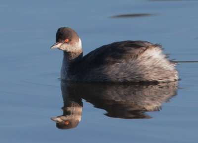 Eared Grebe, non-breeding plumage