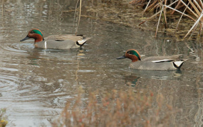 Green-winged Teals, male, Eurasian (right) and North American