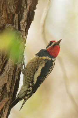 Red-naped Sapsucker, male