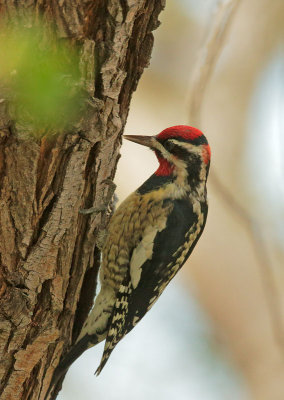 Red-naped Sapsucker, male