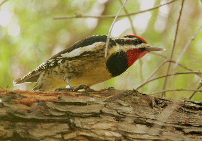 Red-naped Sapsucker, male