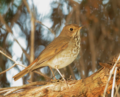 Hermit Thrush