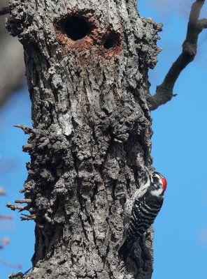 Nuttall's Woodpecker, male, appoaching nest