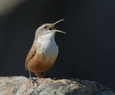 Canyon Wren, singing