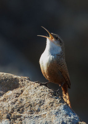 Canyon Wren, singing