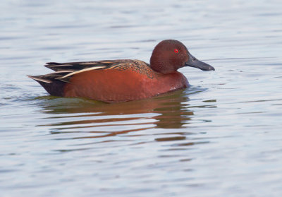 Cinnamon Teal, male