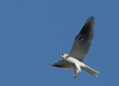 White-tailed Kite, male, displaying