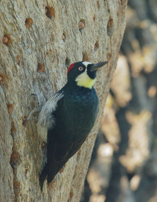 Acorn Woodpecker, female