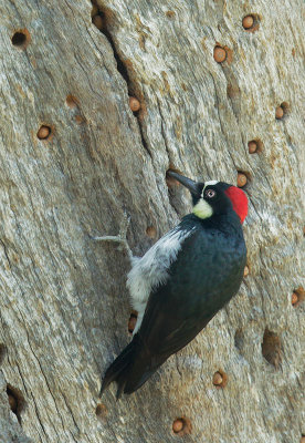 Acorn Woodpecker, female, at granary tree