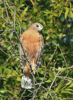 Red-shouldered Hawk