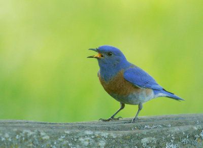 Western Bluebird, male