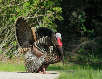 Wild Turkey, male, displaying