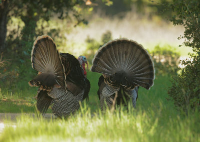 Wild Turkeys, males, displaying