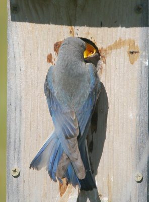 Mountain Bluebirds, female feeding nestling
