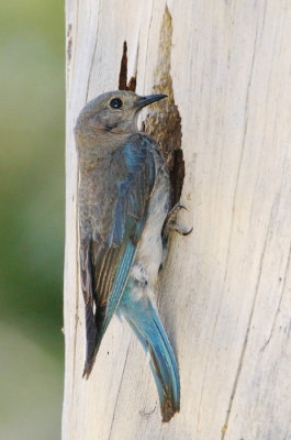 Mountain Bluebird. female at nest