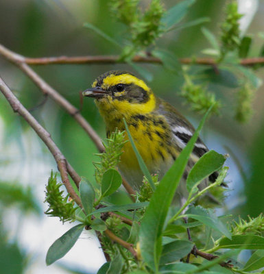 Townsend's Warbler, female
