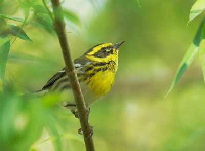 Townsend's Warbler, female