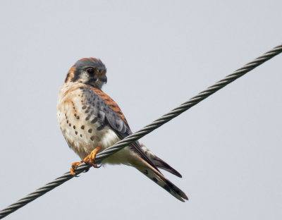 American Kestrel, male