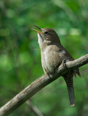 House Wren, male, singing