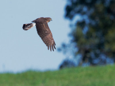 Northern Harrier, juvenile