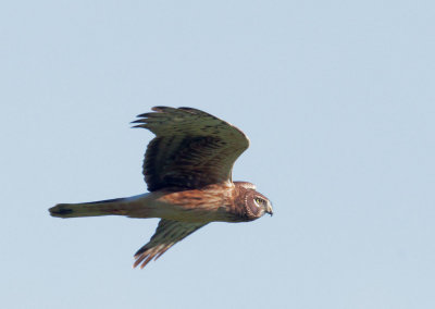 Northern Harrier, juvenile