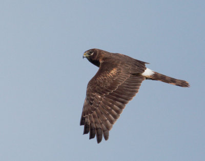 Northern Harrier, juvenile