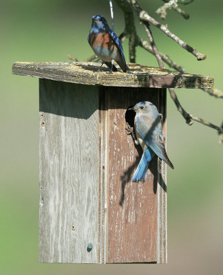 Western Bluebirds, pair at nest