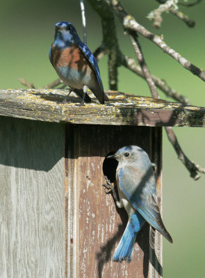 Western Bluebirds, pair at nest