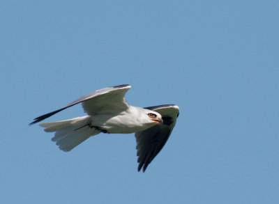 White-tailed Kite, flying with snake