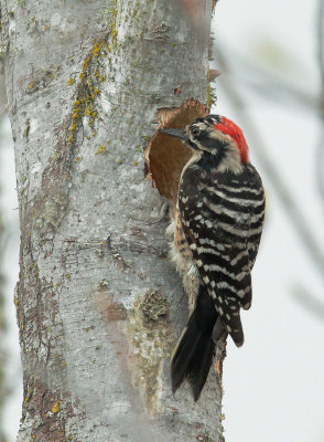 Nuttall's Woodpecker, male, excavating nest cavity