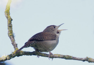 House Wren, singing male