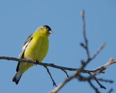 Lesser Goldfinch, male