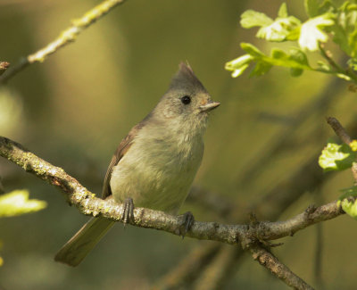 Oak Titmouse