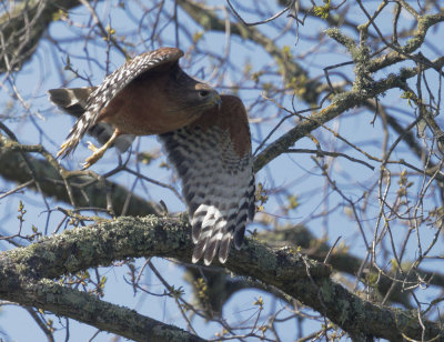 Red-shouldered Hawk, taking off