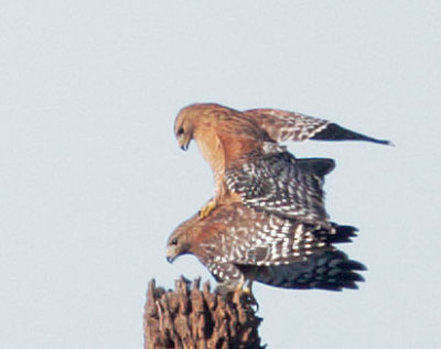 Red-shouldered Hawks, mating