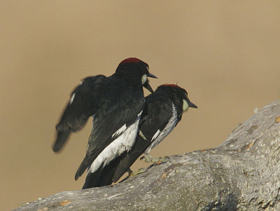 Acorn Woodpeckers females, Fall interaction 2