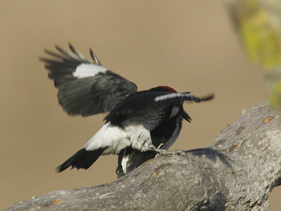 Acorn Woodpeckers, females, Fall interaction 4