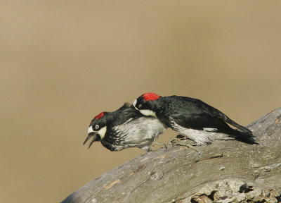 Acorn Woodpeckers, females, Fall interaction 5
