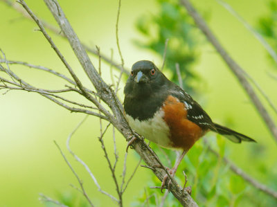 Spotted Towhee, male